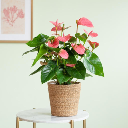 Anthurium Rosa E Il Suo Vaso