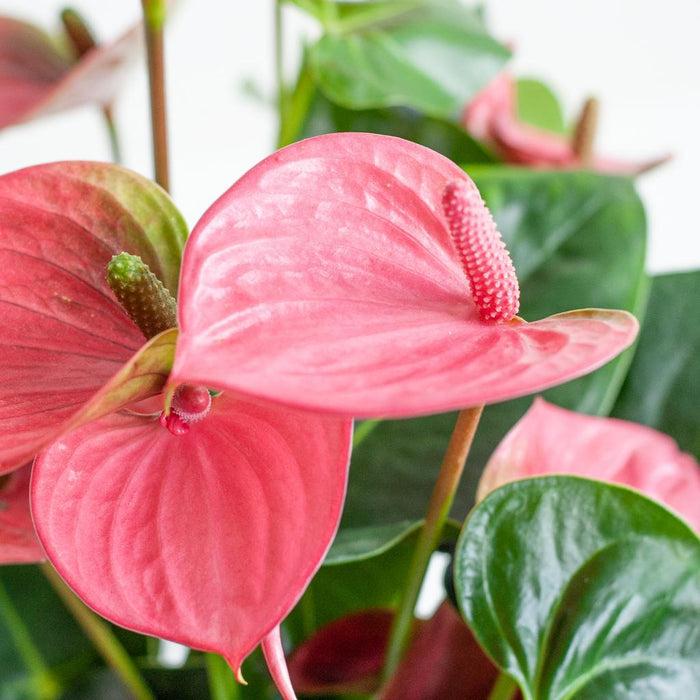 Anthurium Rosa E Il Suo Vaso
