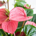 Anthurium Rosa E Il Suo Vaso