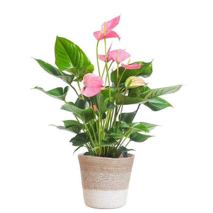 Anthurium Rosa E Il Suo Vaso