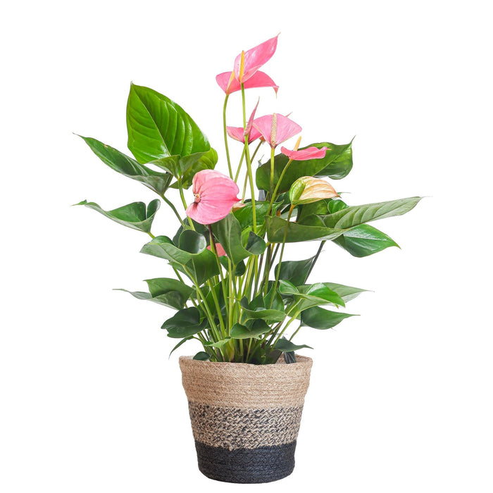 Anthurium Rosa E Il Suo Vaso