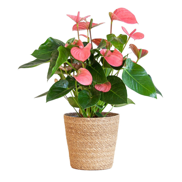 Anthurium Rosa E Il Suo Vaso