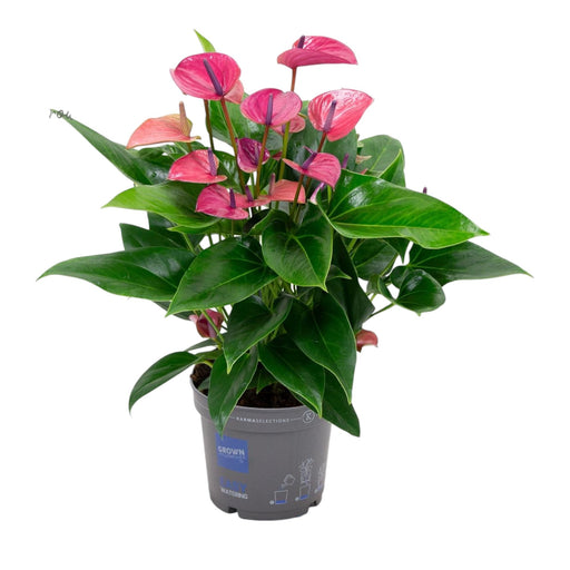 Anthurium Rosa