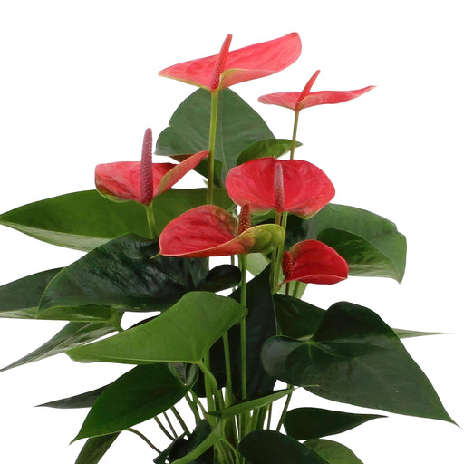 Anthurium Rosso E Il Suo Vaso Di Crema