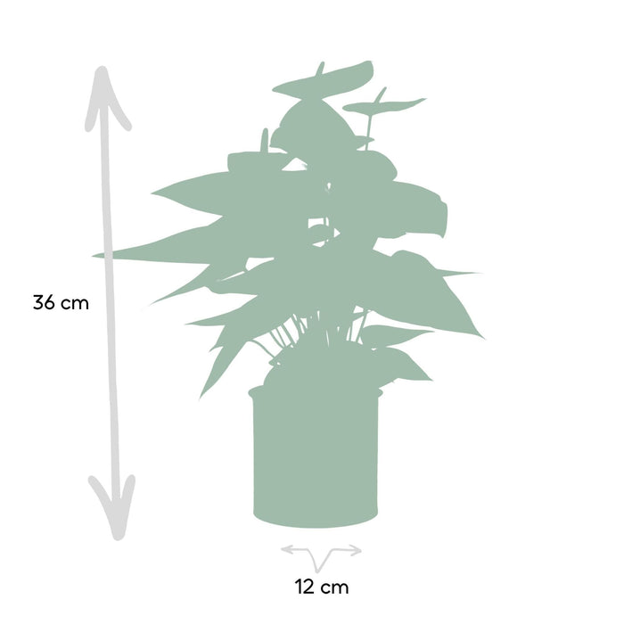 Anthurium Rosso E Il Suo Vaso Di Crema