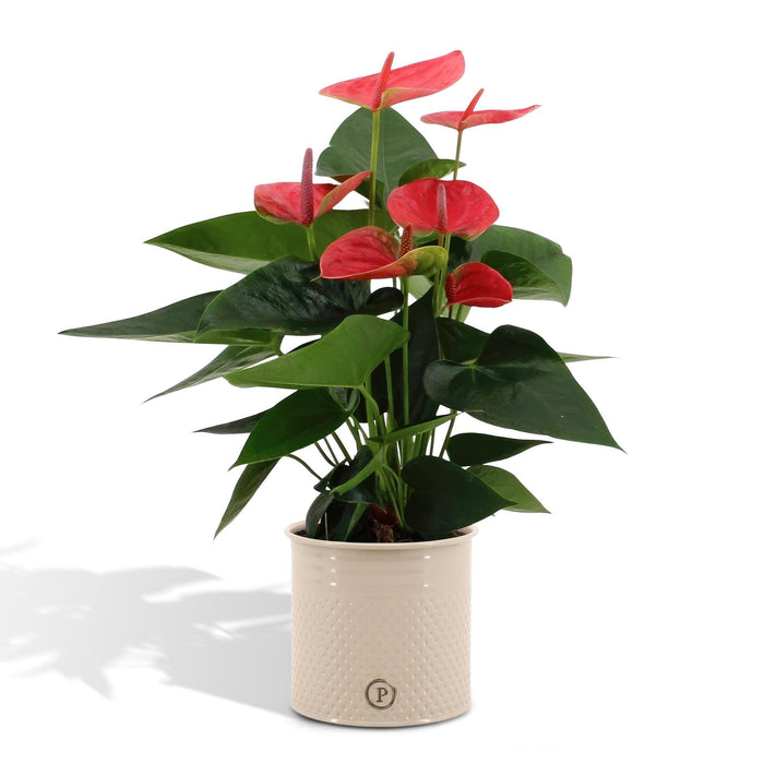 Anthurium Rosso E Il Suo Vaso Di Crema
