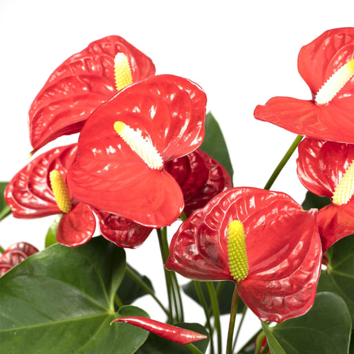 Anthurium Rosso H55Cm