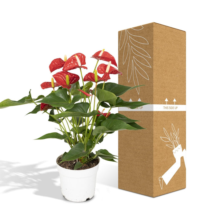 Anthurium Rosso H55Cm