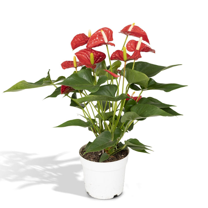Anthurium Rosso H55Cm