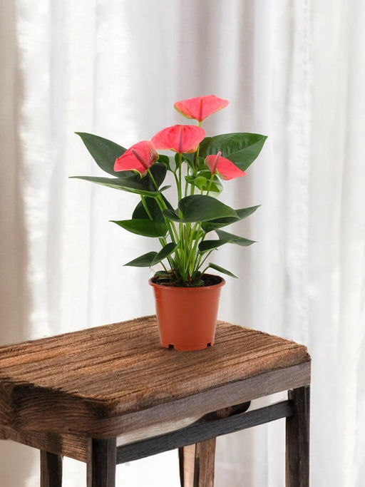Anthurium Rosso - Il Sognatore