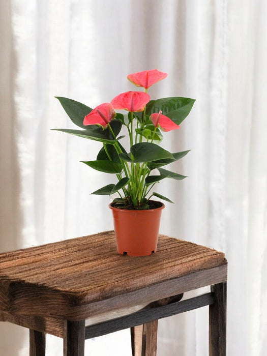 Anthurium Rosso - Il Sognatore