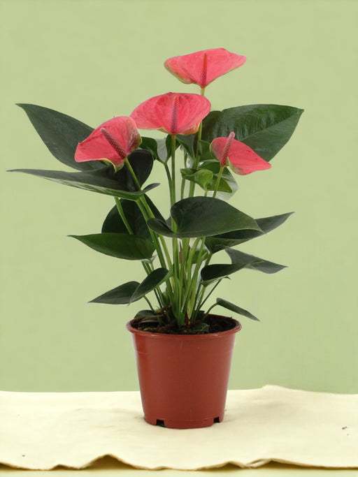 Anthurium Rosso - Il Sognatore