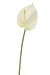 Anthurium Artificiale Bianco
