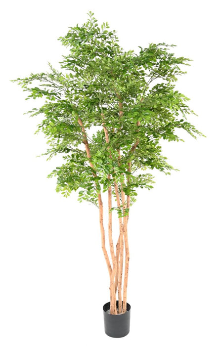 Albero Di Acacia Artificiale 5 Tronchi Alto 210 Cm Verde