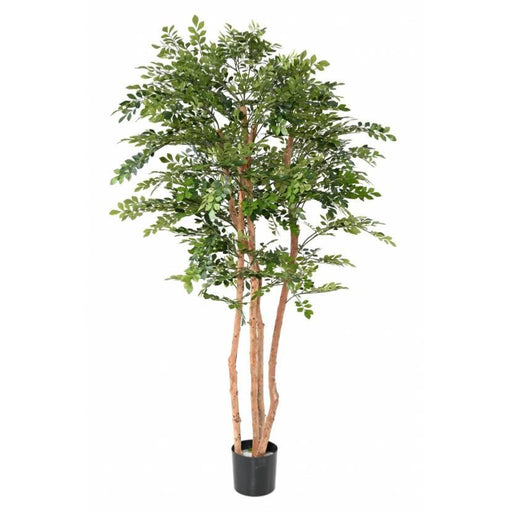 Albero Di Acacia Artificiale 200 Cm Per Interni