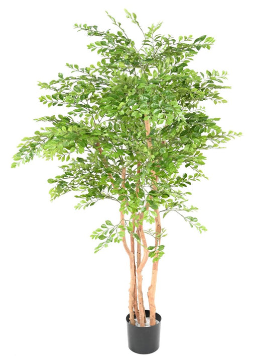 Albero Di Acacia Artificiale 5 Tronchi Da Interno 150Cm