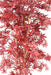 Albero Artificiale Aralia Rosso H.160Cm Per Interni