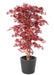Albero Artificiale Aralia Rosso H.160Cm Per Interni