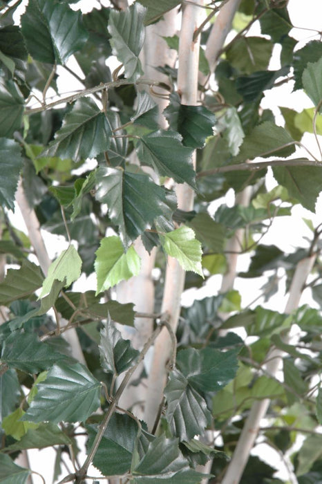 Betulla Artificiale 180 Cm Per Decorazione D'interni