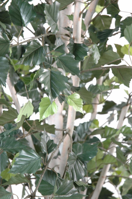 Betulla Artificiale 180 Cm Per Decorazione D'interni