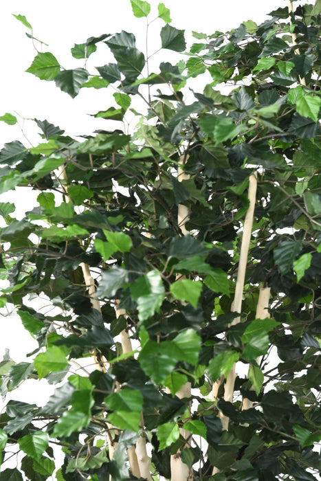 Decorazione D'interni Di Betulla Artificiale 210 Cm