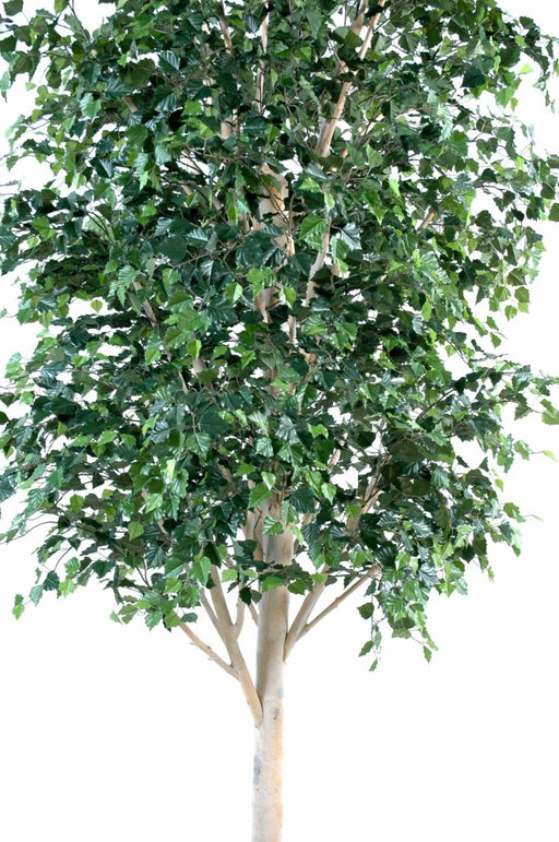 Betulla Artificiale 300 Cm Per Decorazione Interni