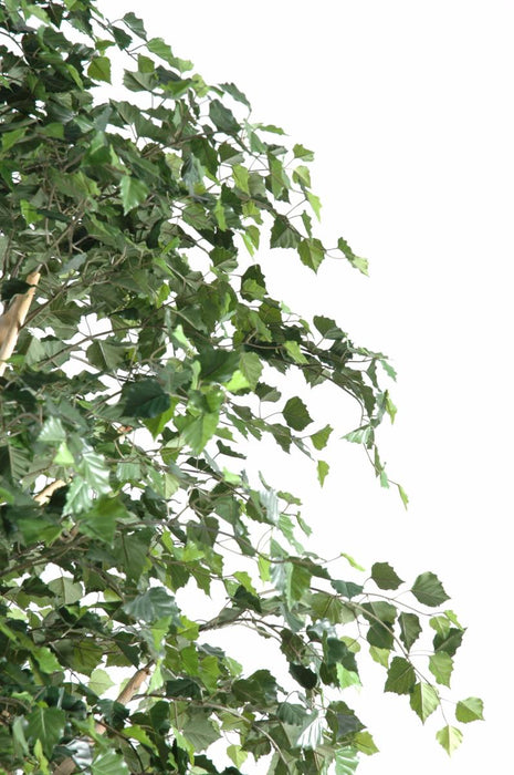 Betulla Artificiale 300 Cm Per Decorazione Interni