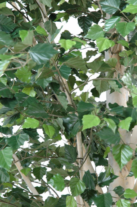 Betulla Artificiale 300 Cm Per Decorazione Interni