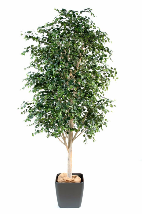 Betulla Artificiale 300 Cm Per Decorazione Interni