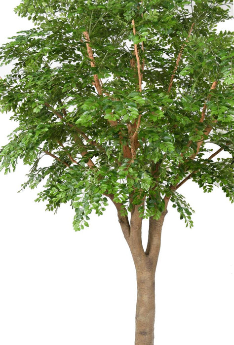 Albero Artificiale Bucida 300Cm Per Decorazione Interni