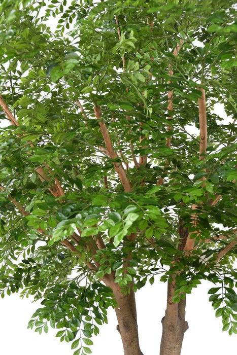 Albero Artificiale Bucida 300Cm Per Decorazione Interni