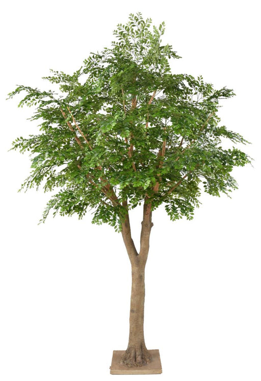 Albero Artificiale Bucida 300Cm Per Decorazione Interni
