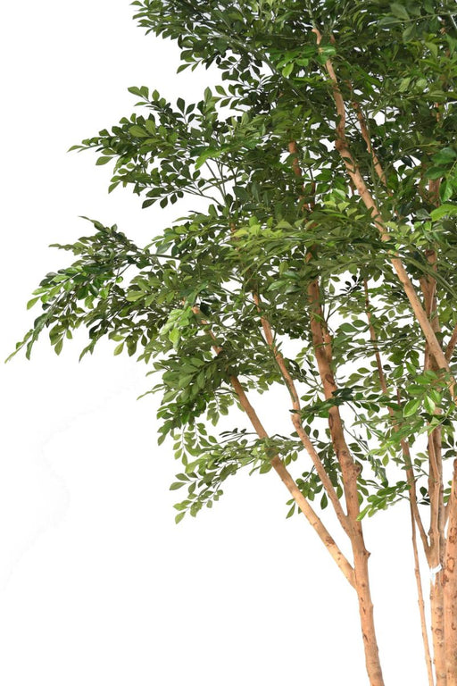 Albero Artificiale Bucida 330 Cm Decorazione Interni