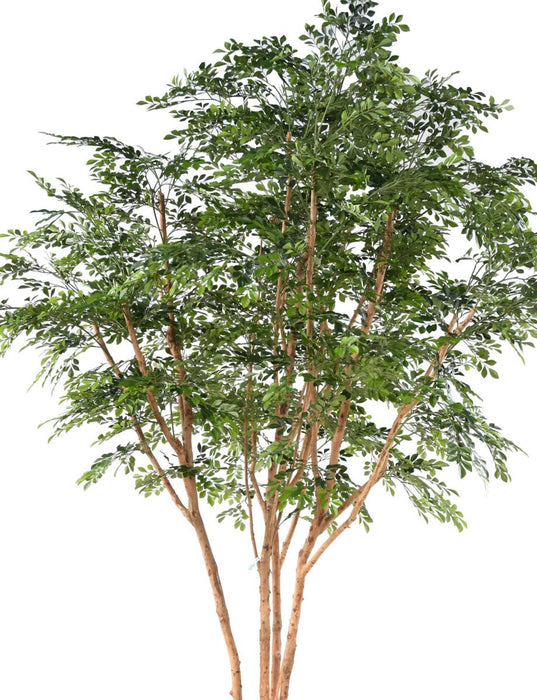 Albero Artificiale Bucida 330 Cm Decorazione Interni