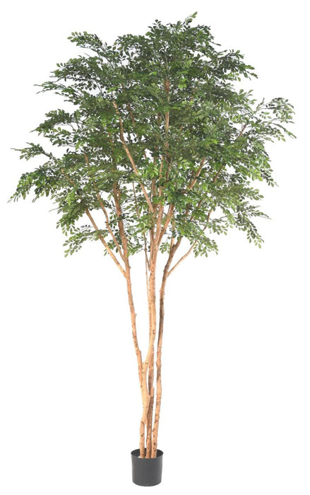 Albero Artificiale Bucida 330 Cm Decorazione Interni