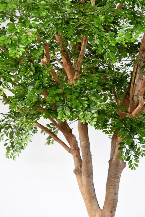 Albero Artificiale Bucida 360Cm Decorazione Interni