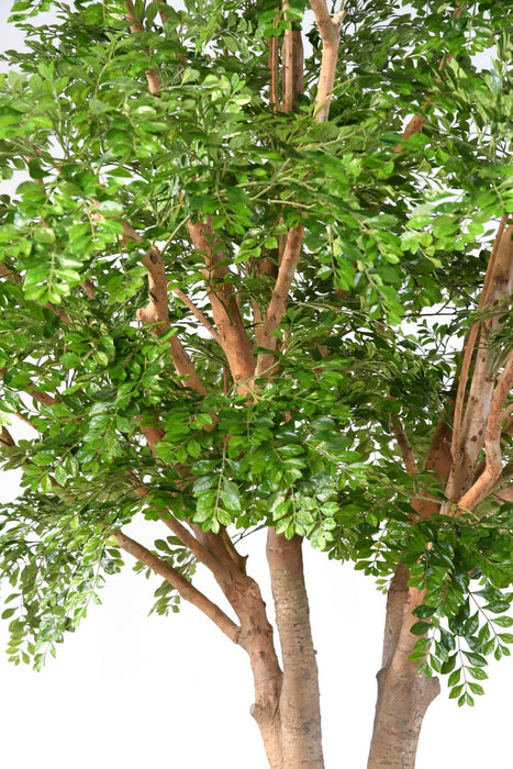 Albero Artificiale Bucida 450Cm Per Decorazione Interni