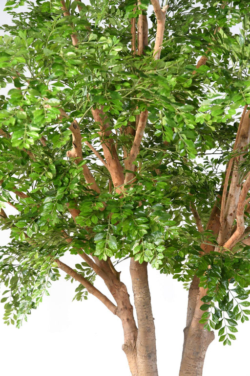 Albero Artificiale Bucida 450Cm Per Decorazione Interni