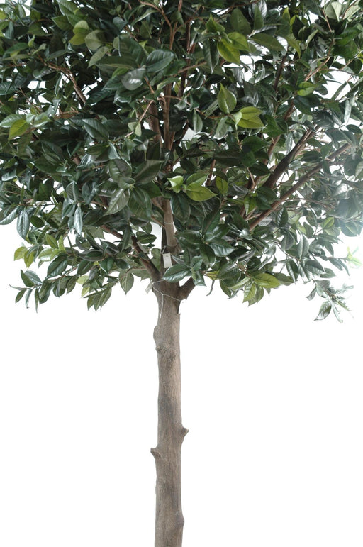 Albero Artificiale Di Camelia Japonica 300 Cm Decorazione D'interni