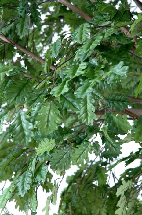 Quercia Artificiale Da Interno 300Cm