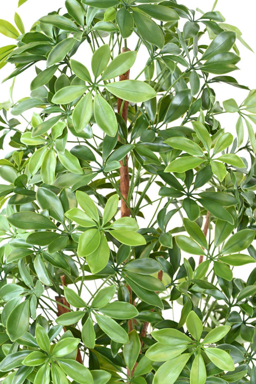 Choisya Albero Artificiale 180Cm Per Esterni