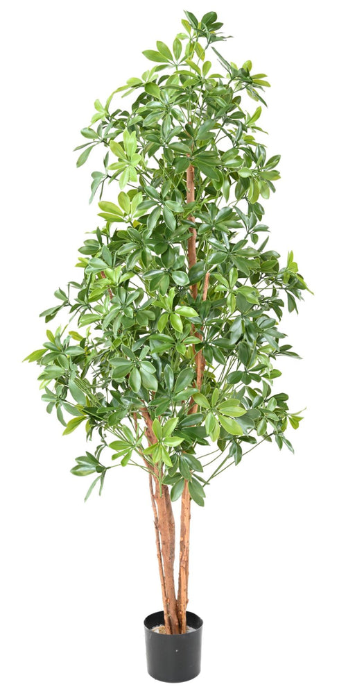 Choisya Albero Artificiale 180Cm Per Esterni