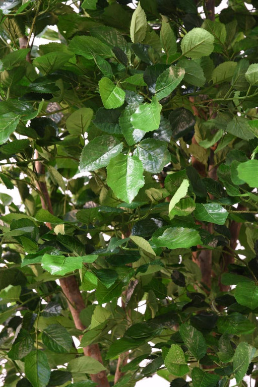 Decorazione D'interni Di Faggio Artificiale 280 Cm