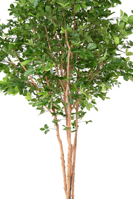 Faggio Artificiale Grandifolia 350Cm Decorazione Interna