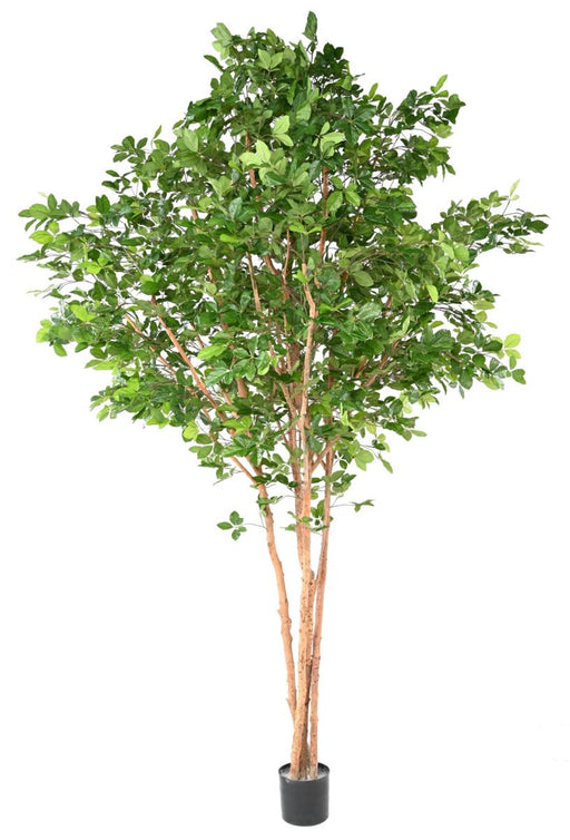 Faggio Artificiale Grandifolia 350Cm Decorazione Interna