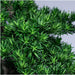 Albero Podocarpus Artificiale Giapponese 210 Cm