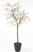 Albero Di Tulipano Magnolia Artificiale Dal Giappone 230 Cm