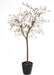 Albero Di Tulipano Magnolia Artificiale Dal Giappone 230 Cm