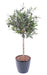 Olivo Artificiale 90 Cm Per Interni