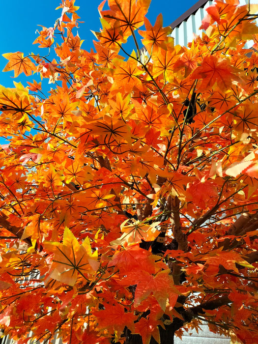 Arancio Aralia Acero Artificiale 300 Cm